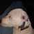 Jim Williams's profile image