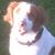 Stephen Farr's profile image