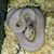 Dennis Buzek's profile image