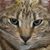 Betsy Freeman's profile image