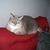 Charlene Little's profile image