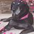 Debbie Suazo's profile image