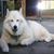 Janie Howard Swaringen's profile image