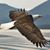 Mary Westgard's profile image