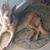 Julie Cline's profile image