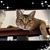Cheri Staggs's profile image