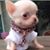 Mingo Uribe Jr.'s profile image