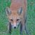 Gillian Whittall's profile image
