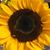 Michelle Levesque's profile image