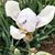 Rose Spillman's profile image