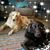 Janice Brandtmeier's profile image