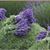 Sue Ann Willis's profile image