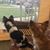 Nancy J. Linick Henceroth's profile image