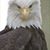 Steve Wilson's profile image