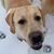 Cynde Peterson-Dutch's profile image