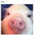 Chuy Madrigal's profile image