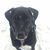 Ross Attkisson's profile image