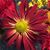 Lynn Vander Laan's profile image
