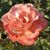 Lisa Koenig's profile image
