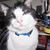 Christine K Goduto's profile image