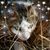 Linda Detwiler Tressler's profile image