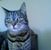 Bridgit Pedersen Montgomery's profile image