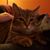 Anne Hawkins's profile image