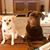 Suzanne DiPasquantonio Zeitler's profile image