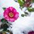 Stephanie Whitehead Stape's profile image