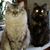Melissa Drapeau's profile image