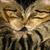 Dawn Renee Ramsey's profile image