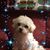 Jennifer Ann Davis's profile image