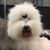 Nana Vesel's profile image