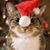 Anita Kirkey's profile image