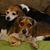 Sally Purpura Galland's profile image