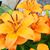 Kim Clor's profile image
