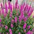 Sue Isaacs Palmer's profile image