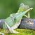 Peter Wolf's profile image