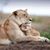 Amenah Abdellatif's profile image