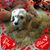 Sandra McDowell Richardson's profile image