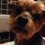 Rhonda Knight Borgmann's profile image