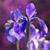Shauna Crawford's profile image
