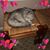 Tonia Ann's profile image