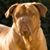 Darrin Beez's profile image