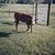 Linda Cuozzo's profile image