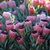 Carol Thompson Dymowski's profile image