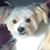 Ron Catena's profile image