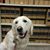 Carmel Fink's profile image