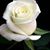 Ana Campos's profile image