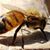 Ami J Hoegemeyer's profile image